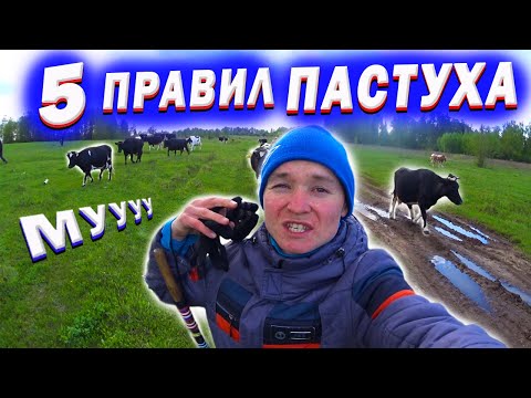Видео: ТОП 5 ПРАВИЛ ХОРОШЕГО ПАСТУХА КОРОВ