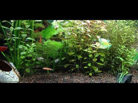 Видео: Людвигия порозовела етот вид растений  радует 