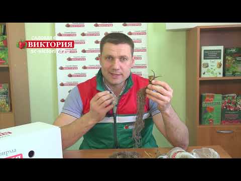 Видео: Земляника крупноплодная почтой. Обзор посадочного материала фриго Садовой фирмы Виктория.