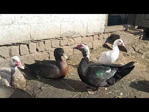 Видео: Мускусные утки!! Сколько оставлю? Где будут нестись??