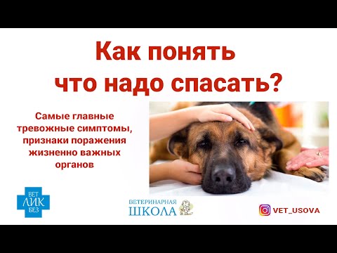 Видео: Как понять, что нужна помощь?