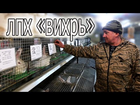 Видео: ОБРАЗЦОВО-ПОКАЗАТЕЛЬНЫЙ КРОЛЬЧАТНИК! В ГОСТЯХ У ВИКТОРА!