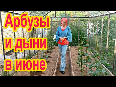 Видео: Уход за арбузами и дынями в июне
