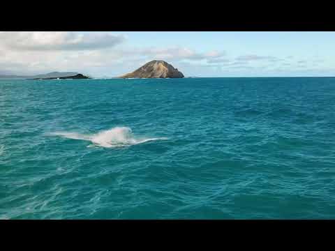 Видео: "Ийгилик булагы.... Креативдүүлүк"