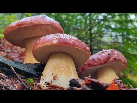 Видео: Недоторканий грибний ліс диких Карпат