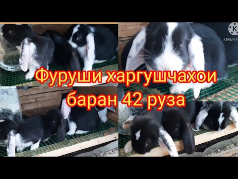 Видео: ФУРУШИ. Харгушчахои Баран 42 руза. фландр 2 моха. Фландр 4 моха дар Душанбе Таджикистан