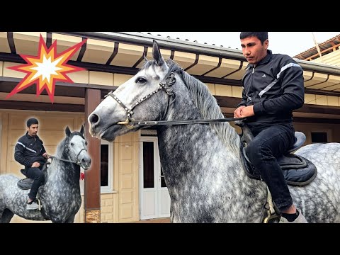 Видео: БЕШ ЮЛДУЗ ОТ СОТИЛАДИ...#horse #rek #otlar #otbozor #конноеранчо #лошади 