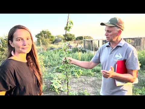 Видео: Биологическая вата или как вернуть вкус плодам.