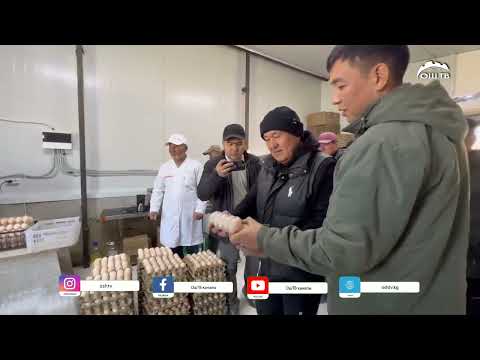 Видео: ✅Мэр “Коңур жаз” тоок фермасына барды