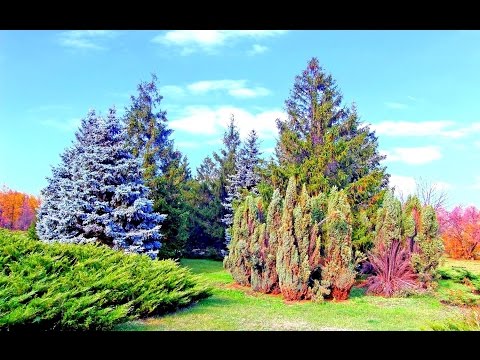 Видео: Дендропарк на Даманском. г.Кривой Рог.