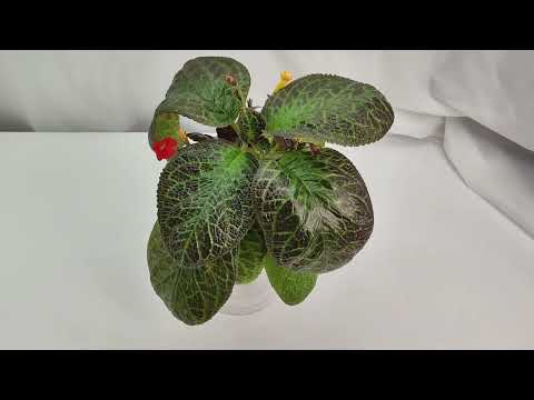 Видео: ЭПИСЦИИ. Обзор сортов селекции НиКа🍀🌸🌿🏵️ #комнатныерастения #эписции #обзоррастений #растения
