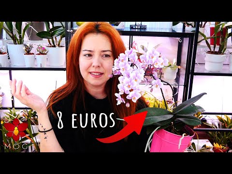 Видео: Посмотрите это, если хотите особенные орхидеи! 🤩