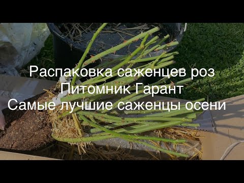 Видео: 29.09.23 Распаковка саженцев роз из питомника Гарант. Самые лучшие саженцы осени