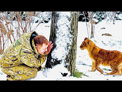 Видео: РАДОСТЬ! Олег Зубков играет в прятки со счастливым львенком ШерХаном!