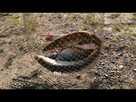 Видео: В ПОЛОВОДЪЕ РЕЗИНКА СНОВА ЛОВИТ !! , р.ТОМЬ МАЙ 2023г