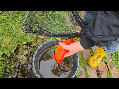 Видео: Yoll добрый стрим. Распаковка пруда с карасями