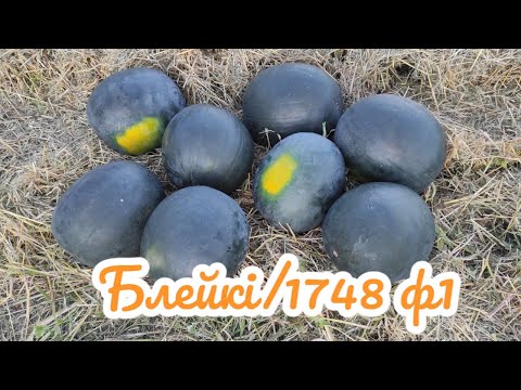 Видео: кавун Блейкі f1( inx 1748)