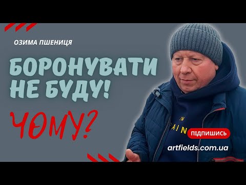 Видео: 💥КОЛИ НЕ ПОТРІБНО БОРОНУВАТИ 🚜 озиму ПШЕНИЦЮ🌾?