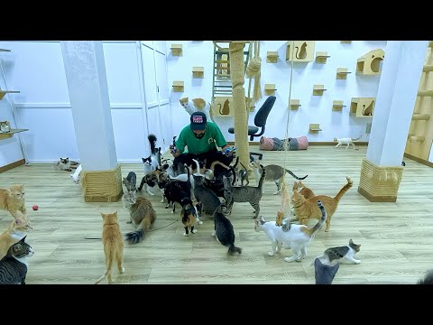 Видео: Этот мужчина заставил многих кошек полюбить его.
