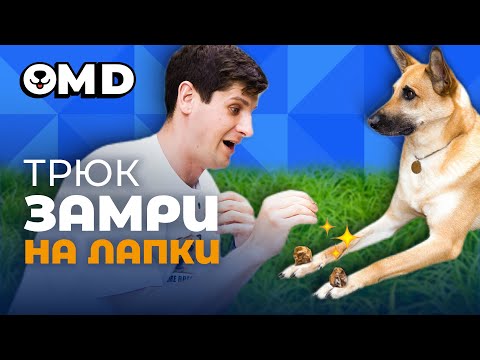 Видео: Научить собаку замирать по команде 🐩 Трюк Замри на лапки