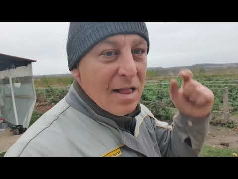 Видео:  Оздоровлення грунту на городі. Біорост і триходерма .