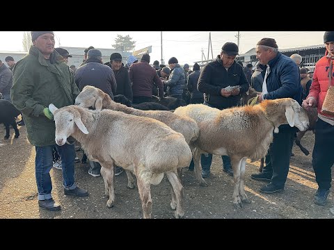 Видео: 8 ноября 2025 г АНДИЖОН ХУЖАОБОД КУЙ БОЗОРИ НАРХЛАРИ ANDIJON XÒJAOBOD QÒY BOZORI NARXLARI 