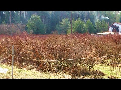 Видео: Как правильно мульчировать голубику