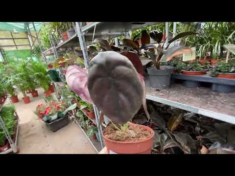 Видео: ДЕВОЧКИ, мы в моем любимом магазине БОТАНИК