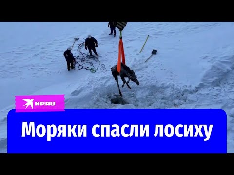Видео: Моряки атомного ледокола «Якутия» спасли зажатую льдами Енисея лосиху
