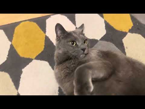 Видео: Моему коту Тиму метису породы Русская голубая кошка восьмой год