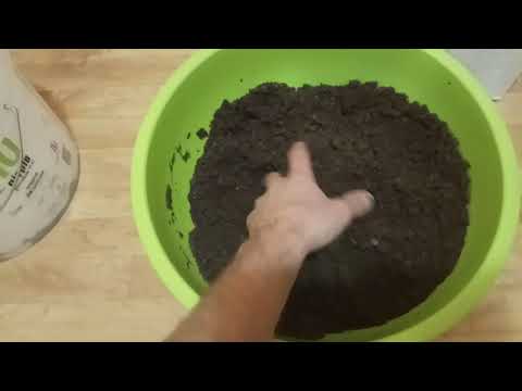 Видео: Липа серебристая из семян #1. Что нужно сделать, обязательно?