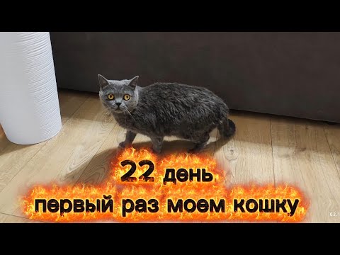 Видео: Лечение кошки через ванну и не только. 22 день #cat 