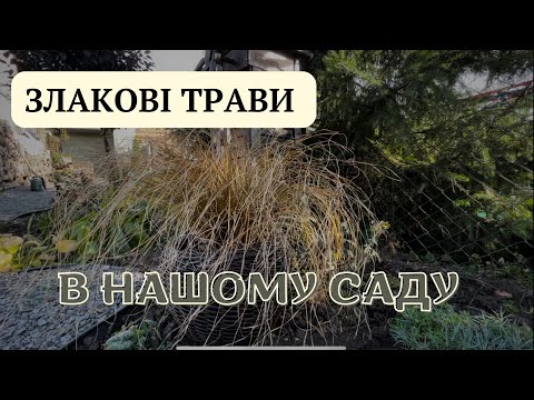 Видео: ПЛЮСИ І МІНУСИ ЗЛАКОВИХ ТРАВ🌾КОЛИ КРАЩЕ САДИТИ І ДОГЛЯД ЗА НИМИ🏡#злаки #садівництво