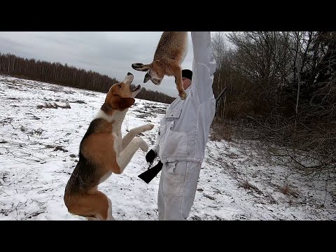 Видео: ТОП ВЫСТРЕЛОВ ПО ЗАЙЦУ!!! ОХОТА НА ЗАЙЦА! ЛУЧШИЕ МОМЕНТЫ ЗА ВЕСЬ СЕЗОН!!!!