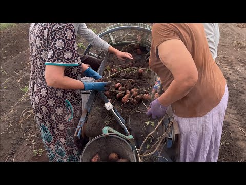 Видео: Самодельный картофелеуборочный комбайн. Процесс уборки картофеля. Сезон 2025