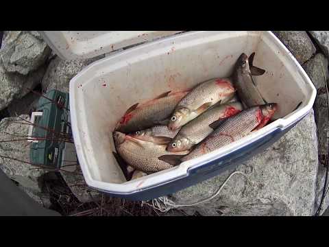 Видео: ловля сига зимой . клевал изумительно! супер удача. sig fishing . Whitefish
