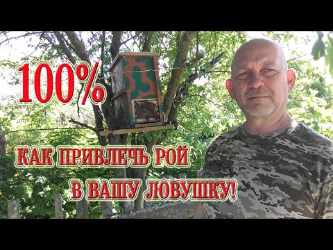 Видео: Как привлечь пчелиный рой в вашу ловушку!