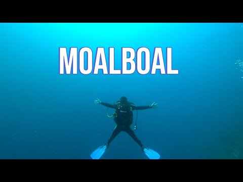 Видео: MOALBOAL CEBU Panagsama Beach and Basdaku White Beach Popular Dive. Моалбоал лучшее место на о.Себу
