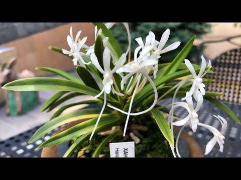 Видео: Neofinetia falcata 'Hanagoromo' 花衣 ЦВЕТЕНИЕ и немного об уходе