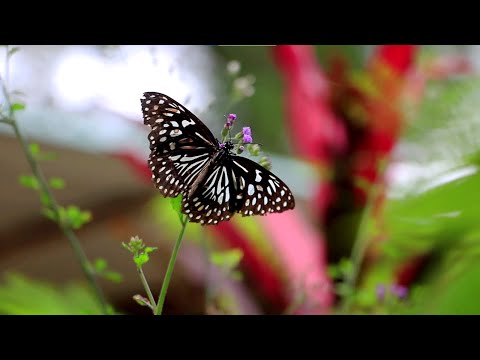 Видео: 🦋 Поющие Птицы, Красивые Цветы, Бабочки, Цветущие Деревья, Красивый Лес- Природа для релаксации