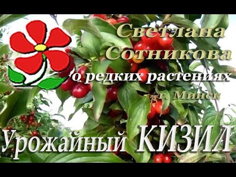 Видео: Кизил (Дёрен мужской). Малоизвестные плодовые умеренного климата.