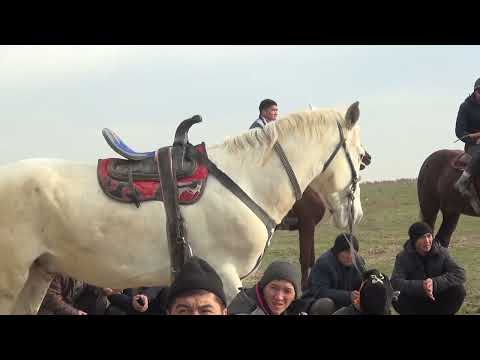 Видео: 14.12.2024 Келес ауданы Ошақты ауылы Нұржан мырзаның елден бата алу көкпары