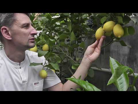 Видео: Citrus limon "Femminello Carrubaro" лимон "Фемминелло Каррубаро"