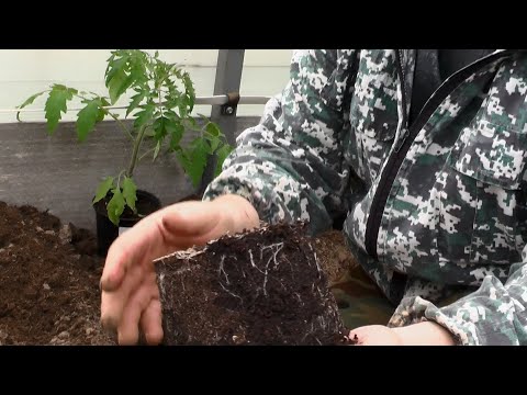 Видео: Основной грунт для рассады после пикирования