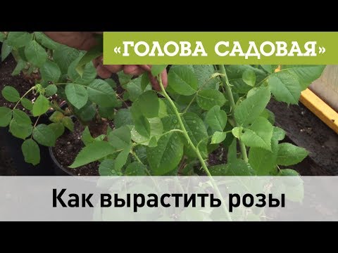 Видео: Голова садовая - Как вырастить розы