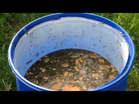 Видео: ЗАКВАСКА для полива ОГУРЦОВ. Клумба ТАУЭР. МУЛЬЧИРОВАНИЕ.  "ГАЛОПОМ по ОГОРОДУ". 27 мая. ГАЛОП 8.