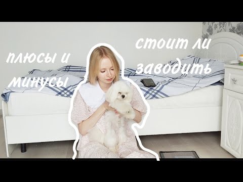 Видео: Стоит ли заводить мальтийскую болонку? / Плюсы и минусы породы