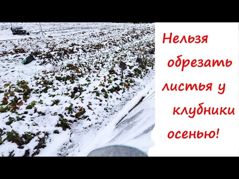 Видео: Почему нельзя обрезать листья у клубники осенью!