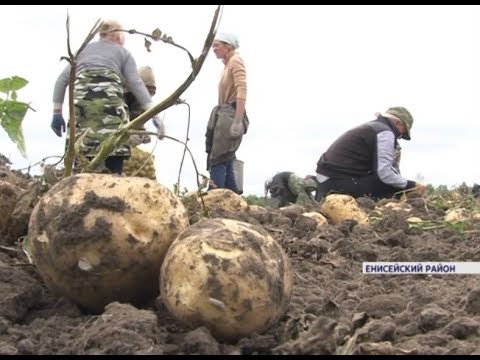 Видео: Аграрии Енисейского района собирают небывалый урожай картофеля