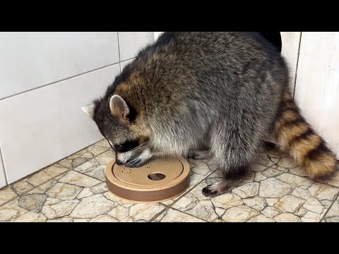 Видео: ЕНОТЫ РАЗГАДЫВАЮТ ГОЛОВОЛОМКУ / Приручаю осмелевшего Пикачу / Гора ест голубику